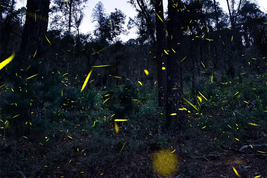 A Tlaxcala firefly sanctuary in the town where the mayor was found dead