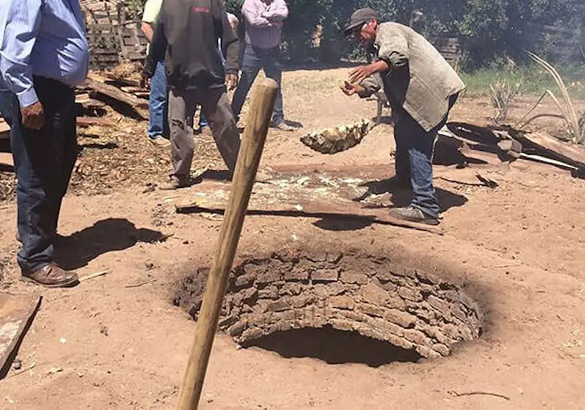 Oven roasting agave