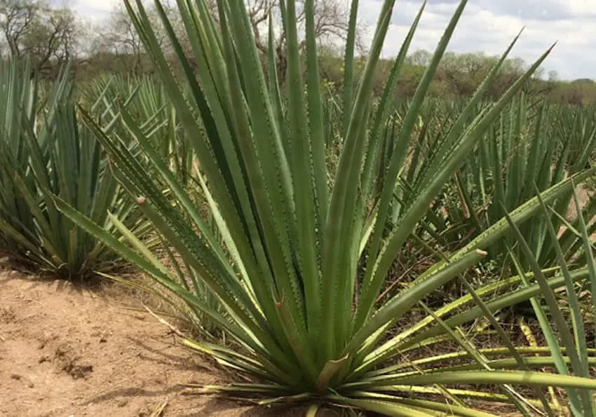 Agave angustifolia pacifica