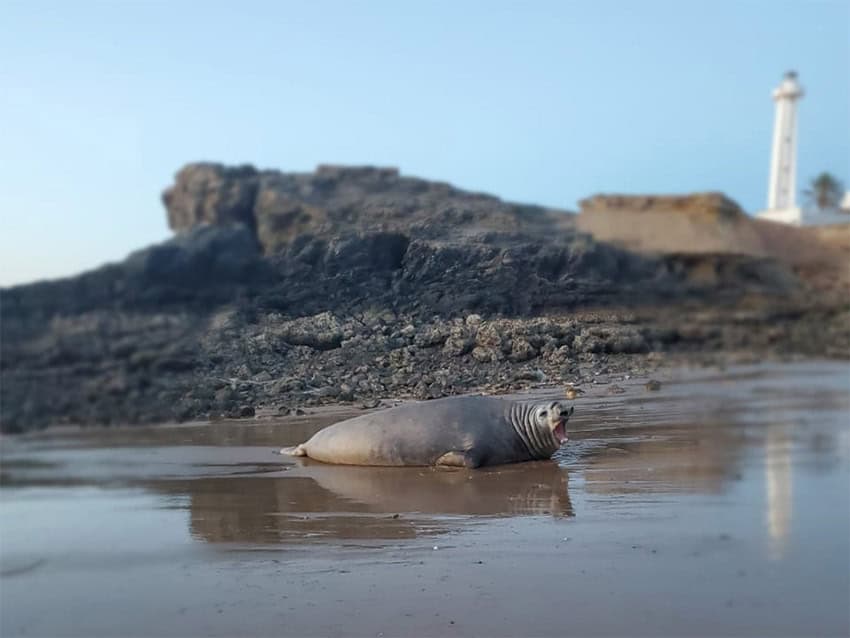 Panchito, el elefante marino, bosteza mientras yace en una playa rocosa