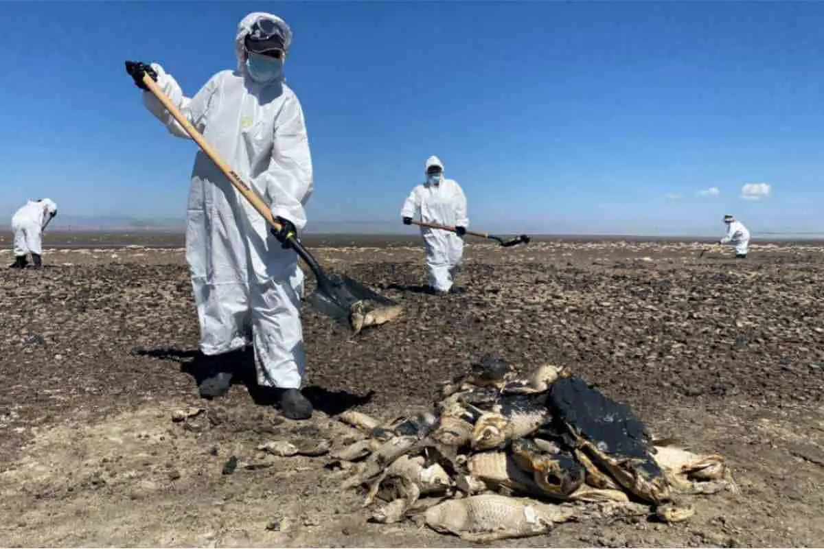 Chihuahua health department personnel in white hazmat suits on a dried out lakebed shoveling out dead, rotting fish in piles.