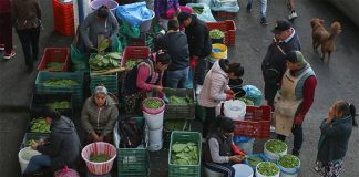 Female vendors sell prickly pear cactus pads at Mexico City's nopal distribution center, representing the increase in unemployment among women.