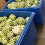 Meth-filled watermelons in large containers