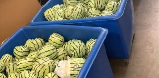 Meth-filled watermelons in large containers
