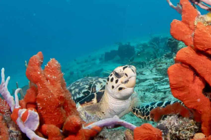 Swim with Turtles in Akumal