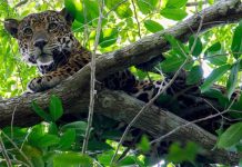 So far, the latest jaguar census in Mexico found that in most study areas, the species’ population has remained stable or even increased.