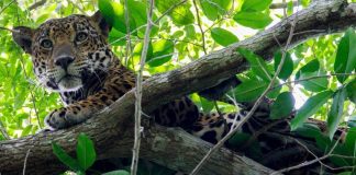 So far, the latest jaguar census in Mexico found that in most study areas, the species’ population has remained stable or even increased.