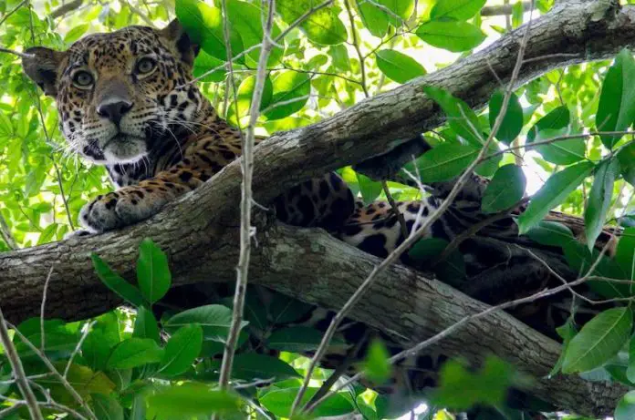 So far, the latest jaguar census in Mexico found that in most study areas, the species’ population has remained stable or even increased.