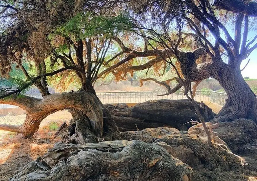 How a revolutionary sermon under a mesquite tree shaped modern Mexico