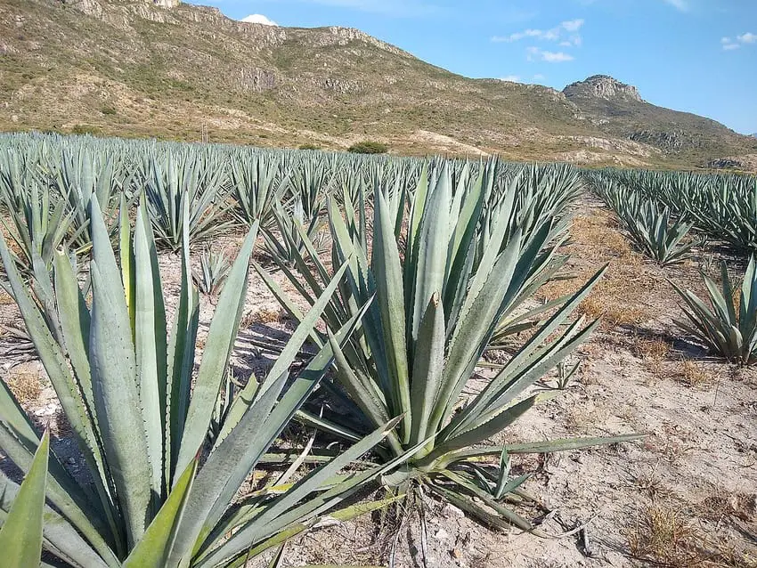 Field of espadin agaves in Oaxaca