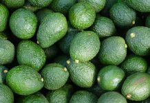 Harvested avocados in a pile