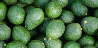 Harvested avocados in a pile