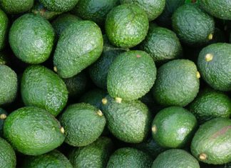 Harvested avocados in a pile