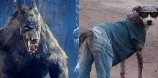 Mexican meme roundup