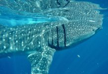 A whale shark off the Yucatán coast