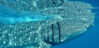 A whale shark off the Yucatán coast