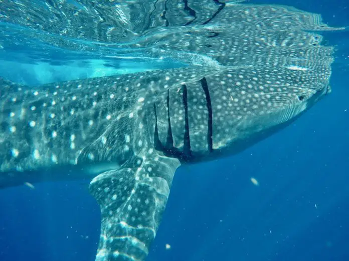 A whale shark off the Yucatán coast