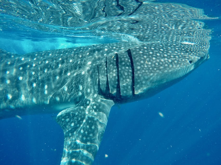 Swimming with whale sharks in Cancún