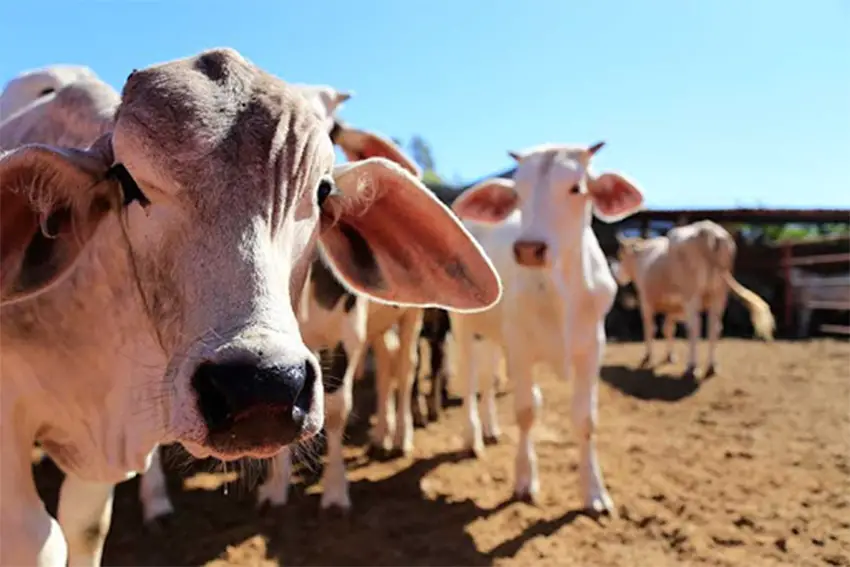 Cows on a farm staring at the camera