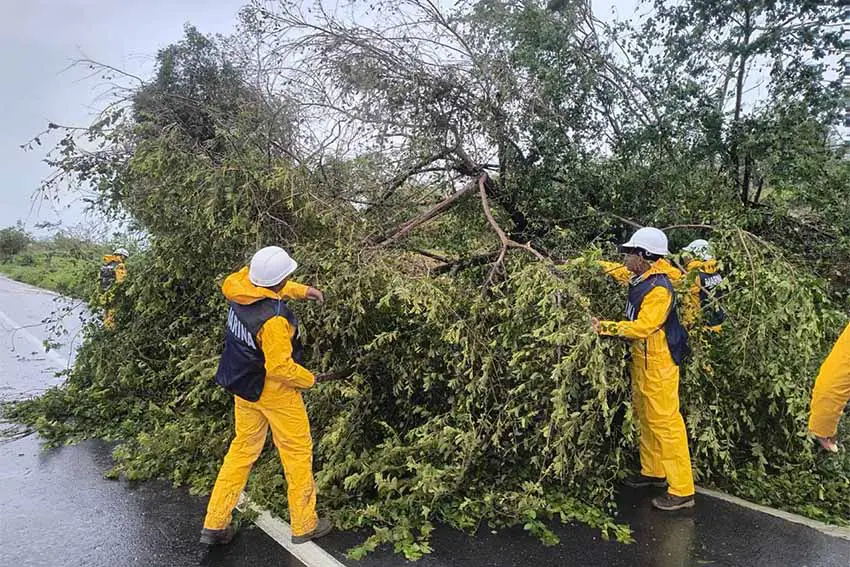 Men in yellow worksuits and white hard hats and vests saying Marina on the back working to remove a large downed tree in a wet street.