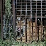 During his 135 hours on the lam, the tiger reportedly attacked a pig farm, causing injuries to several pigs, and was sighted chasing sheep