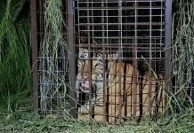 During his 135 hours on the lam, the tiger reportedly attacked a pig farm, causing injuries to several pigs, and was sighted chasing sheep