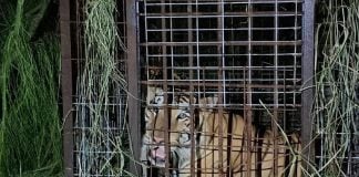 During his 135 hours on the lam, the tiger reportedly attacked a pig farm, causing injuries to several pigs, and was sighted chasing sheep