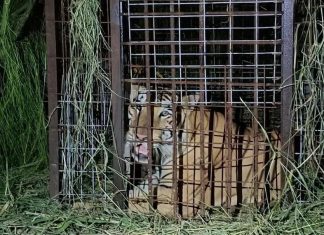 During his 135 hours on the lam, the tiger reportedly attacked a pig farm, causing injuries to several pigs, and was sighted chasing sheep