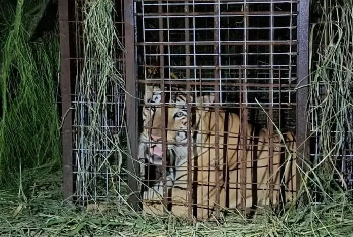 During his 135 hours on the lam, the tiger reportedly attacked a pig farm, causing injuries to several pigs, and was sighted chasing sheep