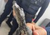 A Morelet's crocodile found on the Mexico City Metro