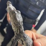 A Morelet's crocodile found on the Mexico City Metro