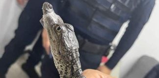 A Morelet's crocodile found on the Mexico City Metro