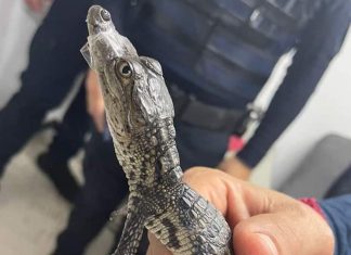 A Morelet's crocodile found on the Mexico City Metro