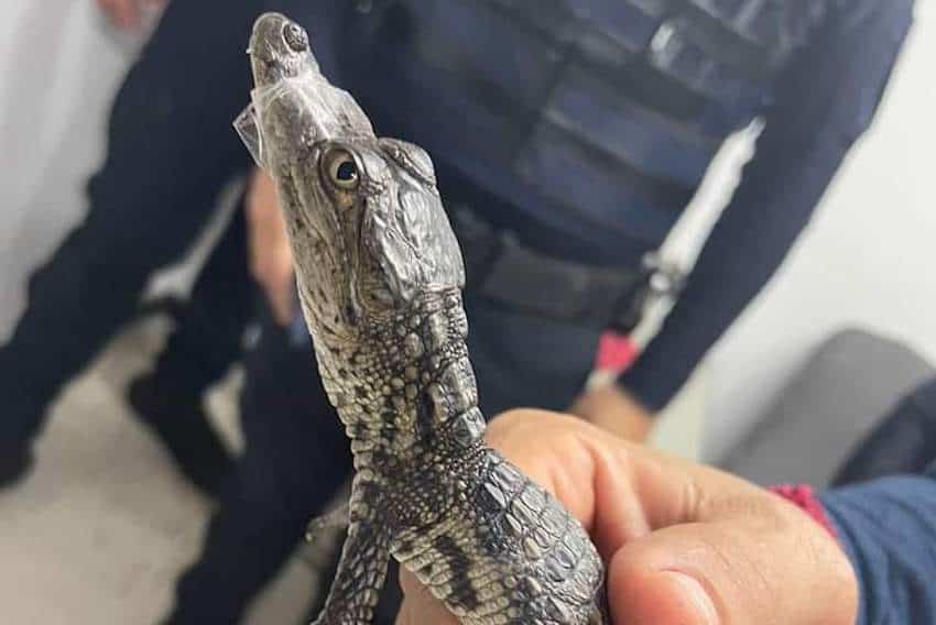 Baby crocodiles crash Mexico City’s metro