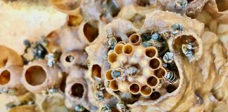 Melipona honey bee hive