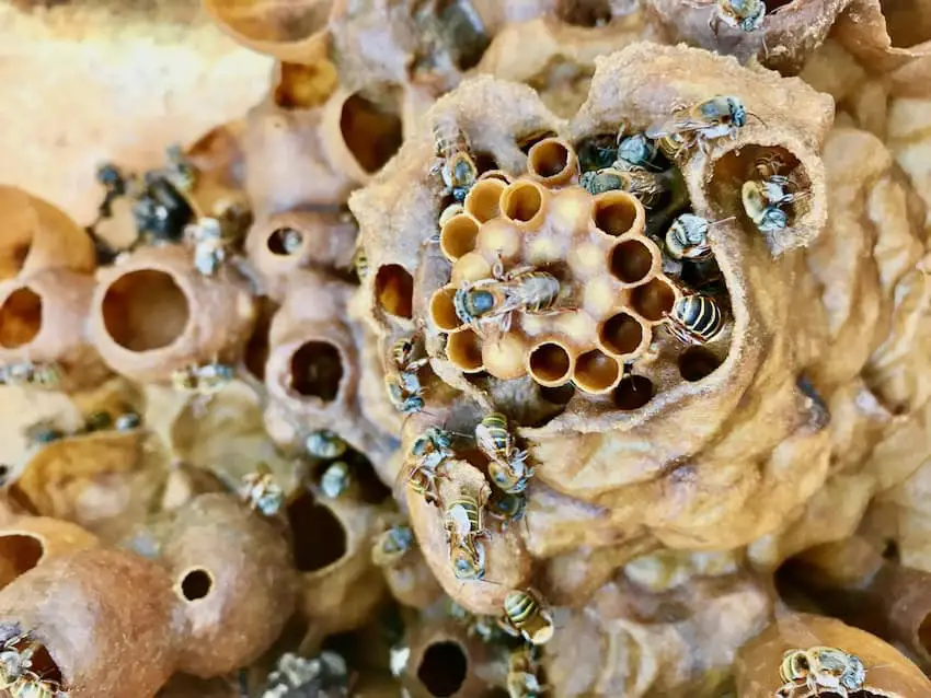 The dying art of melipona beekeeping in Mexico