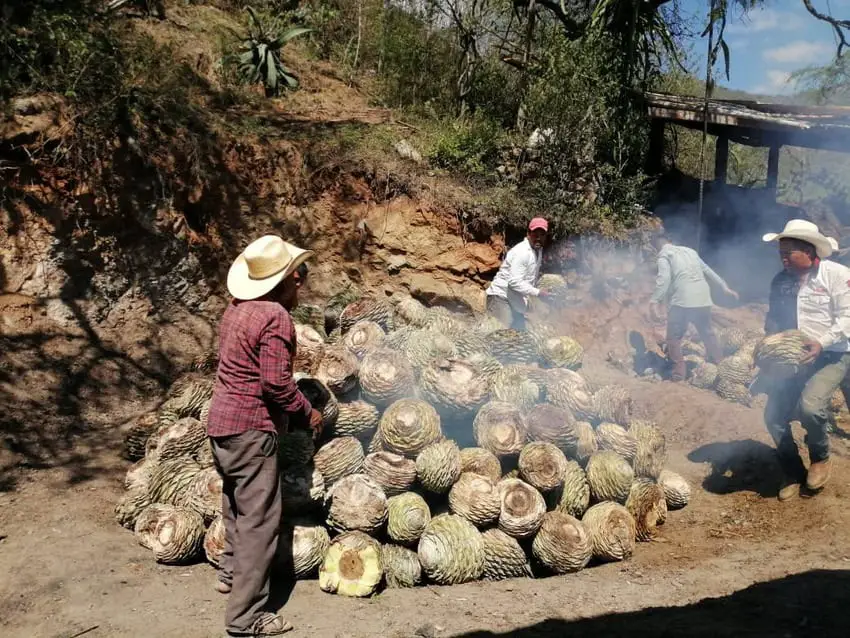 Mezcal makers stack a smoking pile of agave hearts