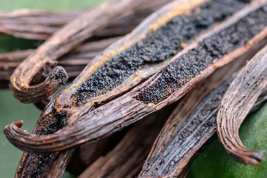 Close up of vanilla bean pods. Vanilla is one ingredient in this chocoflan recipe.