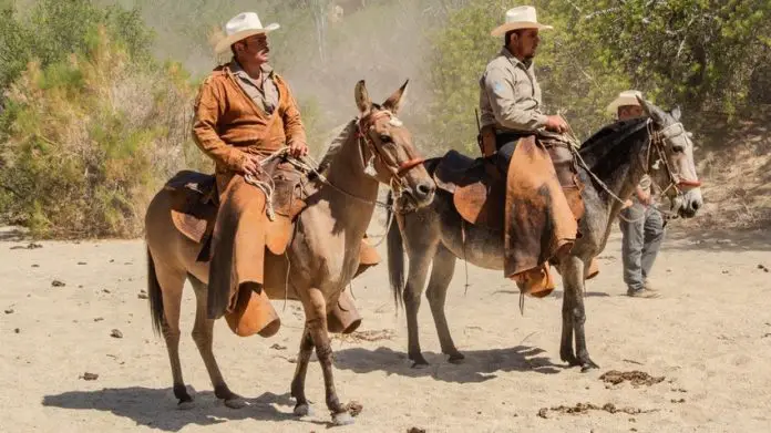 Two Baja California cowboys on horses