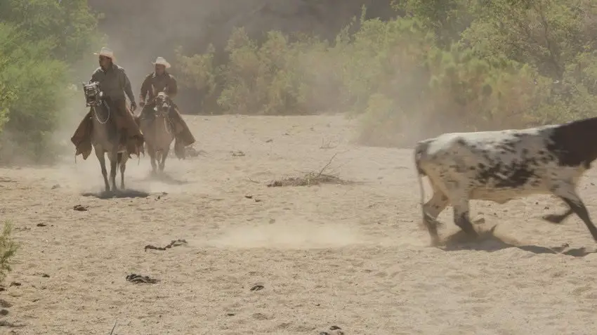 Baja California cowboys chasing a cow on horseback