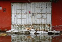 A dog lays on sandbags to stay out of the flood waters in Chalco, México state