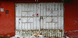 A dog lays on sandbags to stay out of the flood waters in Chalco, México state