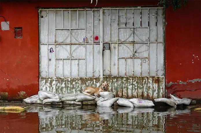 A dog lays on sandbags to stay out of the flood waters in Chalco, México state