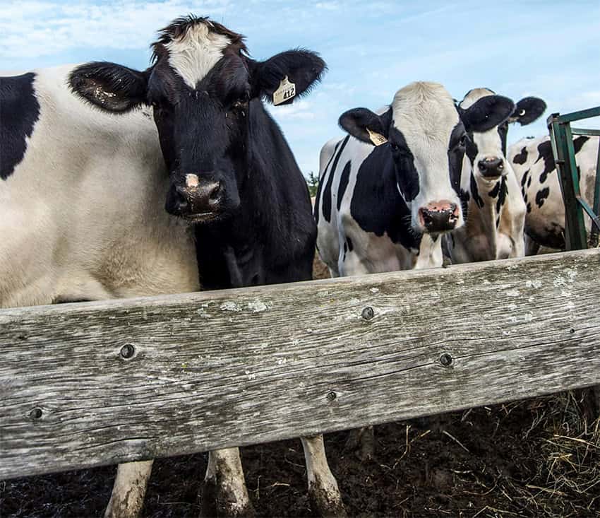 Cows crowd behind a wooden fence