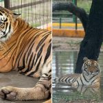 Two photos of a tiger in its cage at Quinta La Fauna zoo in Reynosa, Tamaulipas