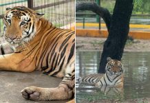 Two photos of a tiger in its cage at Quinta La Fauna zoo in Reynosa, Tamaulipas