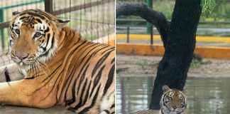 Two photos of a tiger in its cage at Quinta La Fauna zoo in Reynosa, Tamaulipas