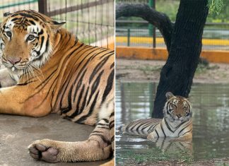 Two photos of a tiger in its cage at Quinta La Fauna zoo in Reynosa, Tamaulipas