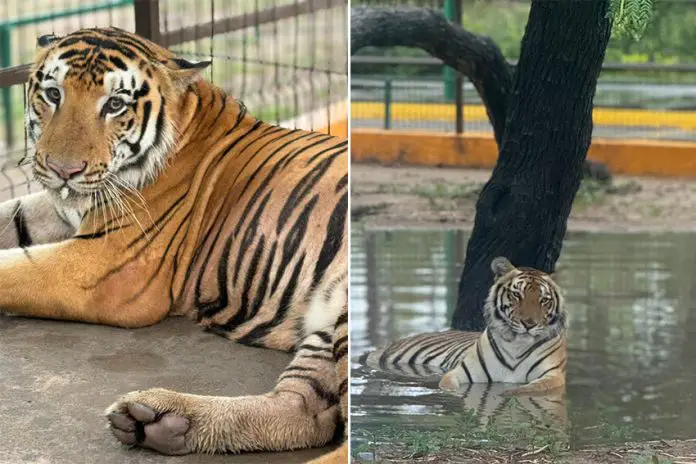 Two photos of a tiger in its cage at Quinta La Fauna zoo in Reynosa, Tamaulipas