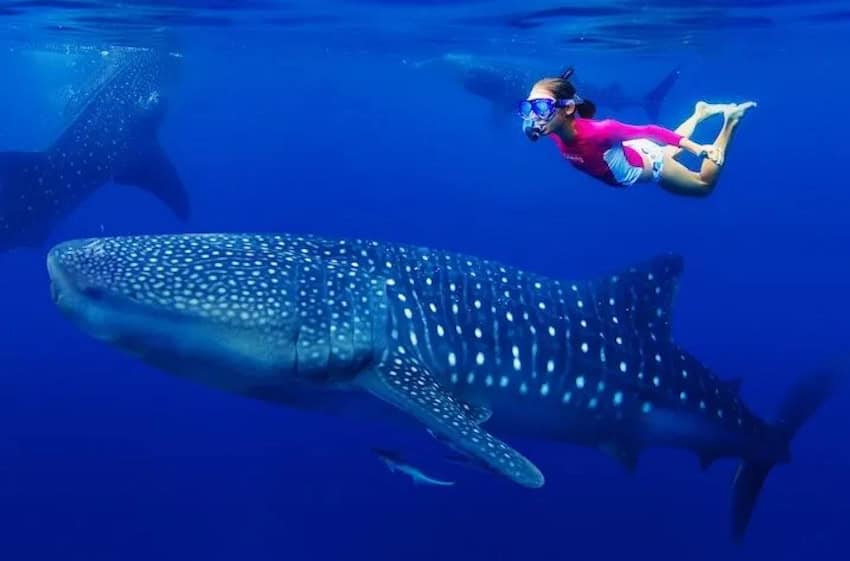 A whale shark